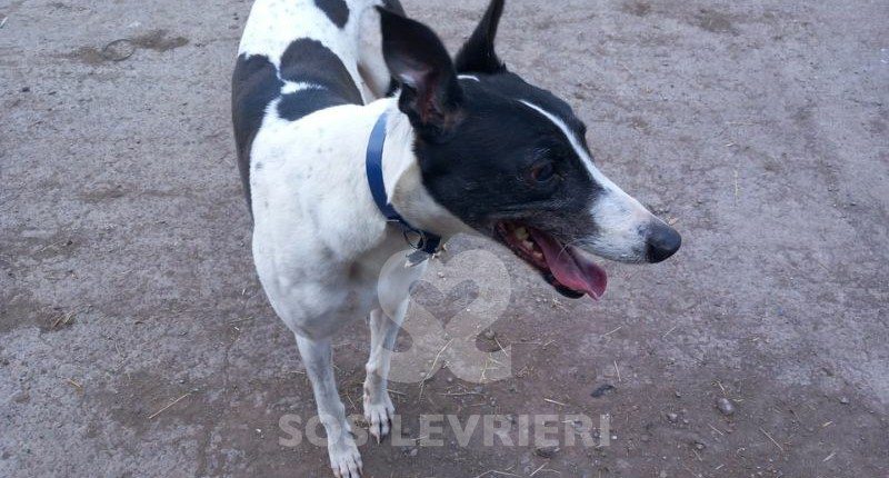 Sidney-Greyhound