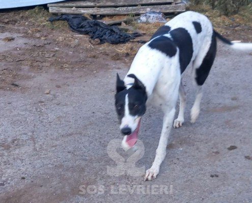 Sidney-Greyhound