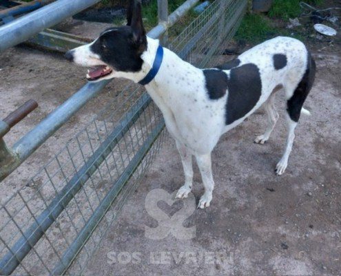 Sidney-Greyhound