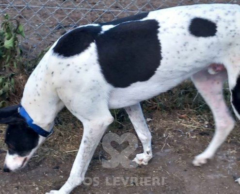 Sidney-Greyhound