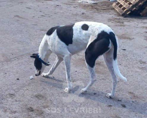 Sidney-Greyhound
