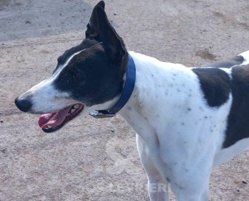 Sidney-Greyhound