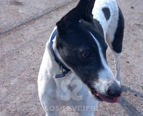Sidney-Greyhound