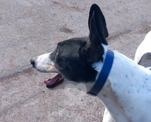 Sidney-Greyhound
