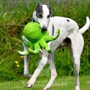 Arrivo Galgo e Greyhound SOS Levrieri sabato 20 Settembre 2025
