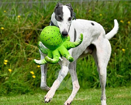 Arrivo Galgo e Greyhound SOS Levrieri sabato 20 Settembre 2025