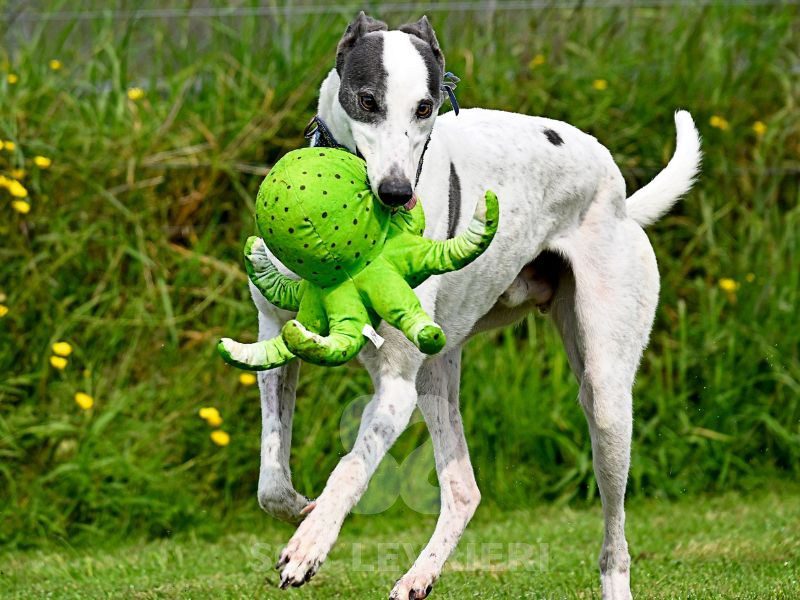 Arrivo Galgo e Greyhound SOS Levrieri sabato 20 Settembre 2025