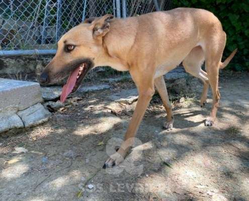 Clio-Galgo