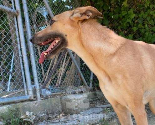 Clio-Galgo