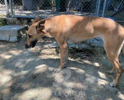 Clio-Galgo