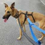 Clio-Galgo