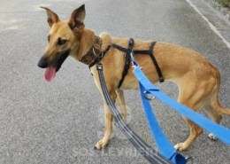 Clio-Galgo