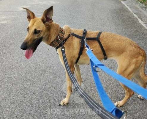 Clio-Galgo