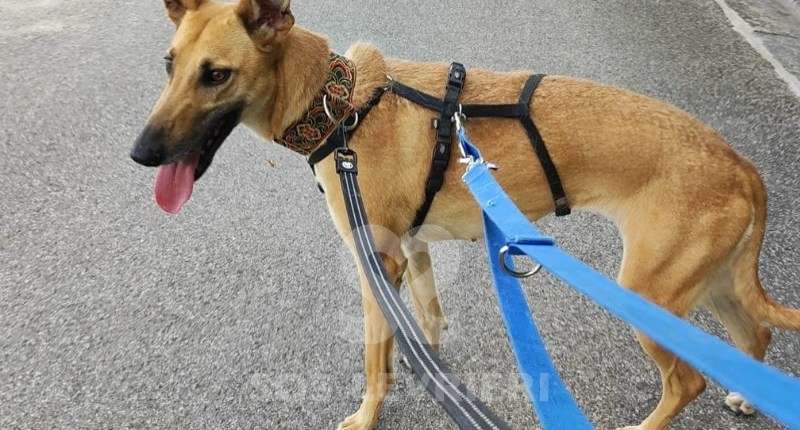 Clio-Galgo