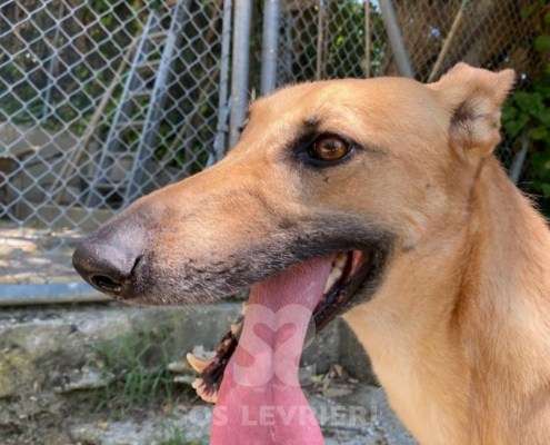Clio-Galgo