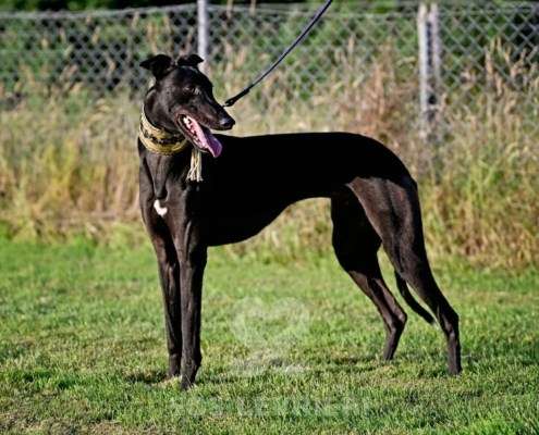Rocco-Greyhound