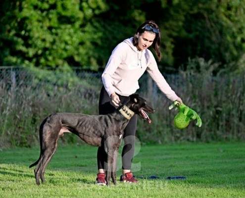 Rocco-Greyhound