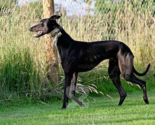Rocco-Greyhound