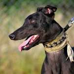 Rocco-Greyhound