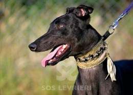 Rocco-Greyhound