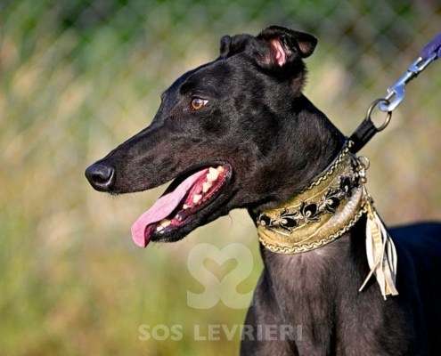 Rocco-Greyhound