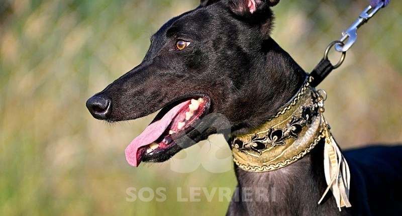 Rocco-Greyhound