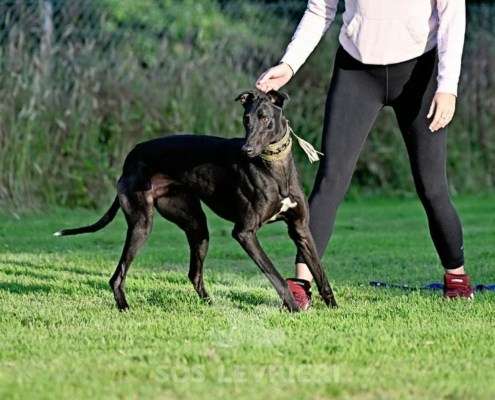 Rocco-Greyhound