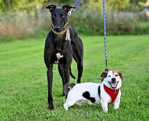 Rocco-Greyhound