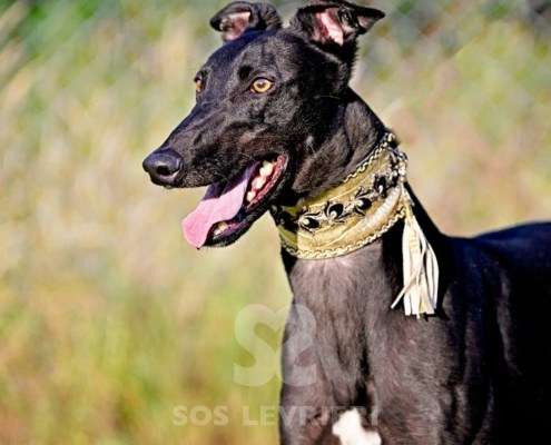 Rocco-Greyhound