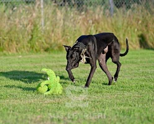 Rocco-Greyhound