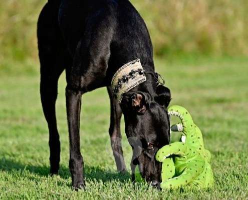 Rocco-Greyhound