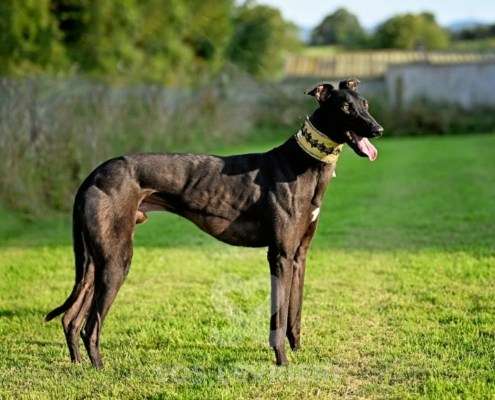 Rocco-Greyhound
