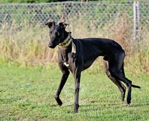 Rocco-Greyhound