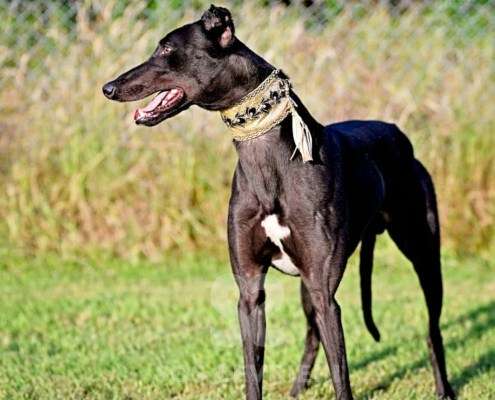 Rocco-Greyhound