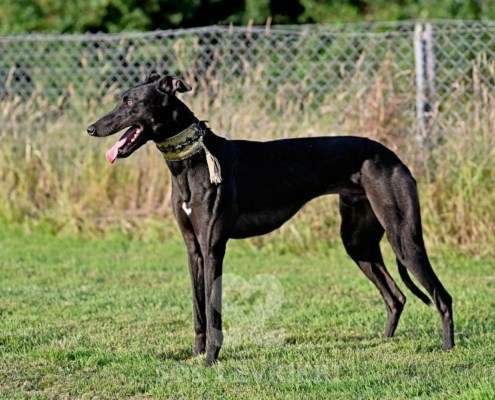 Rocco-Greyhound