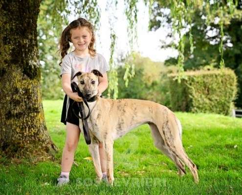 Angelica-Greyhound