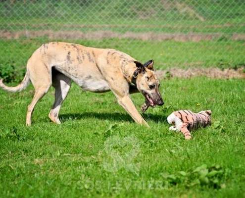 Angelica-Greyhound
