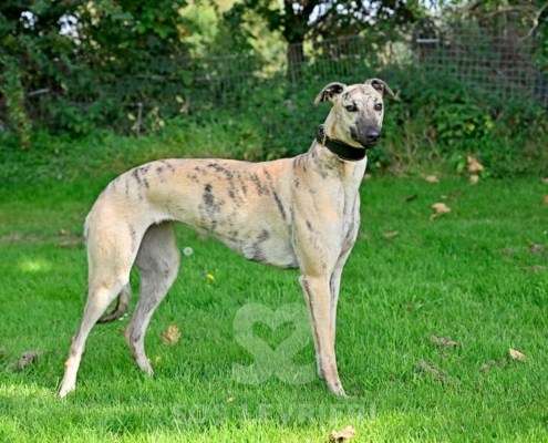 Angelica-Greyhound