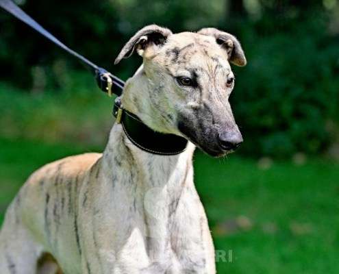 Angelica-Greyhound
