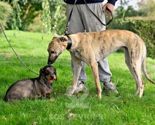 Angelica-Greyhound