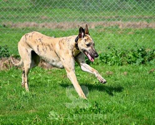 Angelica-Greyhound