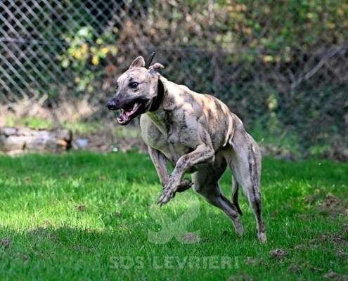 Angelica-Greyhound