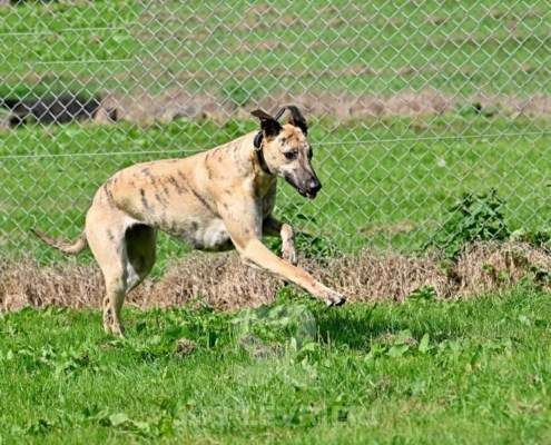 Angelica-Greyhound