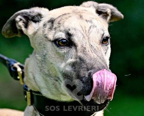 Angelica-Greyhound