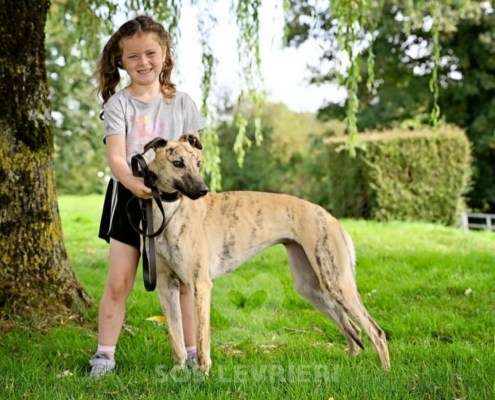 Angelica-Greyhound