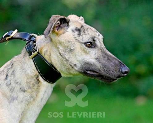 Angelica-Greyhound