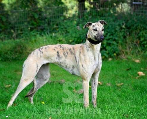 Angelica-Greyhound