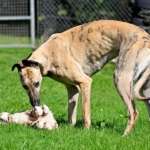Angelica-Greyhound