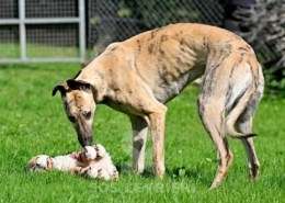 Angelica-Greyhound