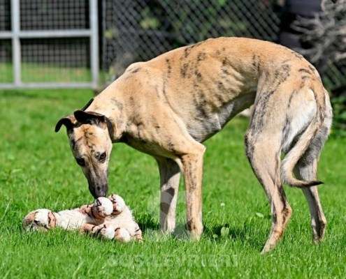 Angelica-Greyhound